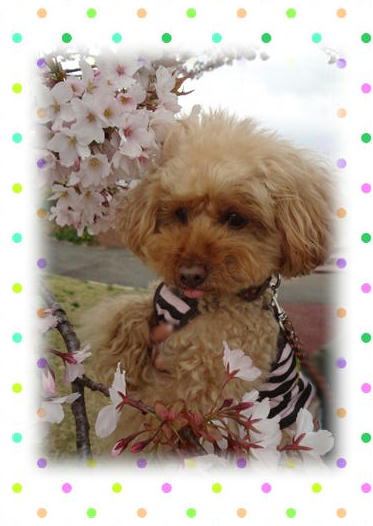 千葉桜