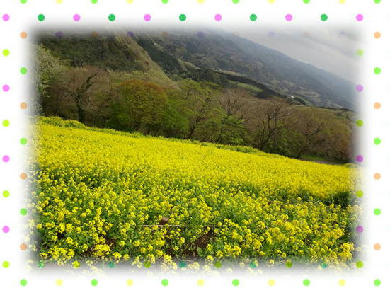 千葉菜