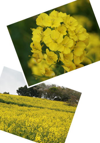 菜の花