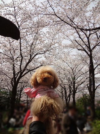 ohanami.jpg