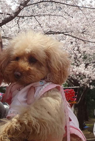 ohanami1.jpg