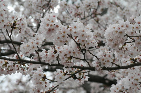 sakura.jpg
