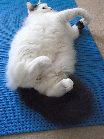 2013-03-06 はずか