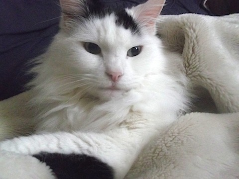 2013-05-22 さむ1