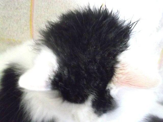 2013-05-03 あたま