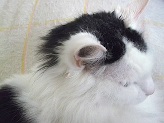 2013-05-03 あたま2
