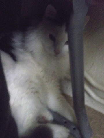 2013-06-13 かくれねこ