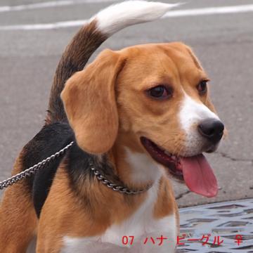07 ハナ ビーグル ♀