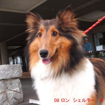 08 ロン シェルテー ♀