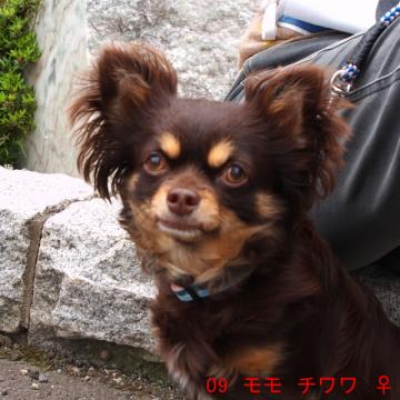 09 モモ チワワ ♀
