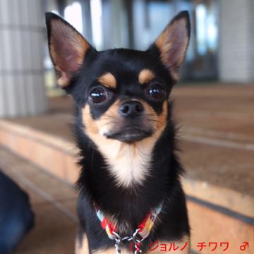 12 ジョルノ チワワ ♂