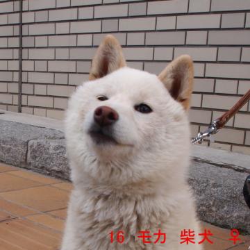 16 モカ 柴犬 ♀