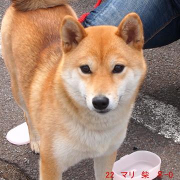22 マリ 柴 ♀