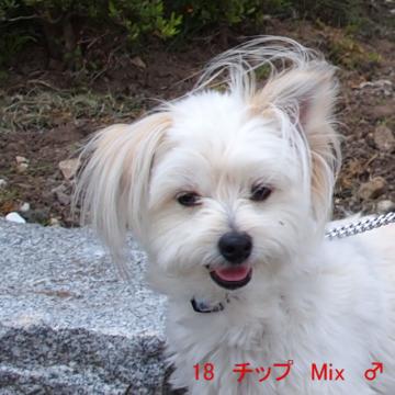 18 チップ Mix ♂