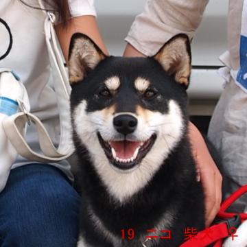 19 ニコ 柴犬 ♀