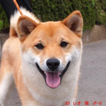 20 レオ 柴 ♂