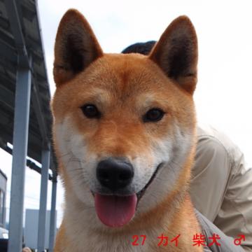 27 カイ 柴犬 ♂