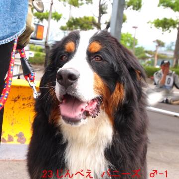 23 じんべえ バニーズ ♂