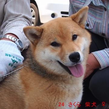 24 さくら 柴犬 ♀