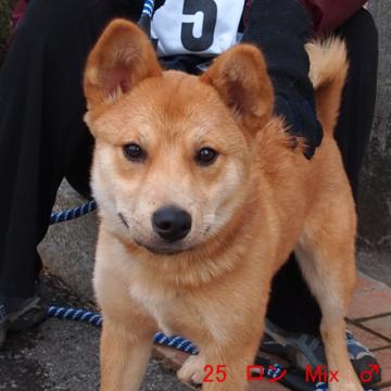 25 ロン Mix ♂
