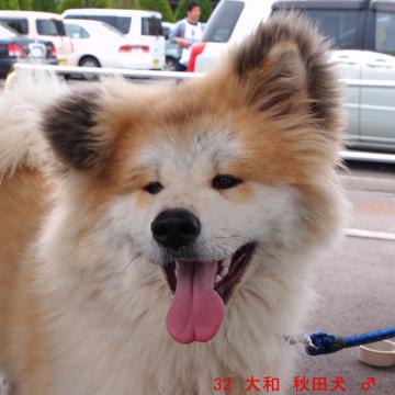 32 大和 秋田犬 ♂