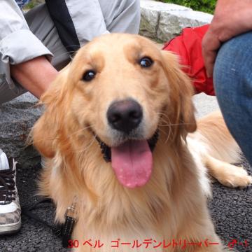 30 ベル ゴールデンレトリーバー ♂-1