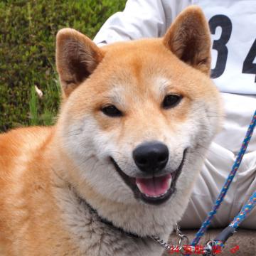 34 豆助 柴 ♂