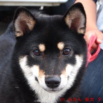 31 みかん 柴犬 ♀-0