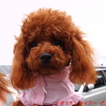 15 チュチュ トイプー ♂