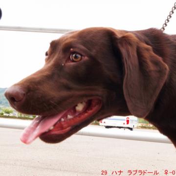 29 ハナ ラブラドール ♀