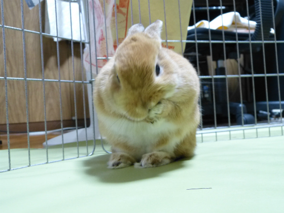 ぴょん子131126_08