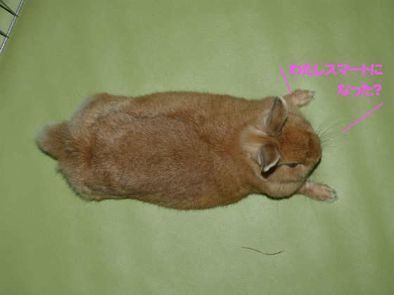 ぴょん子131208_01