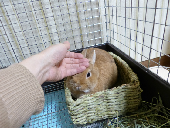 ぴょん子131212_08