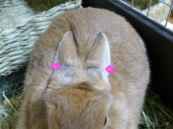 ぴょん子131226_04