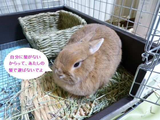 ぴょん子131226_06
