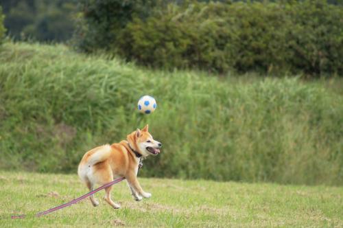 DSC05605 (1)