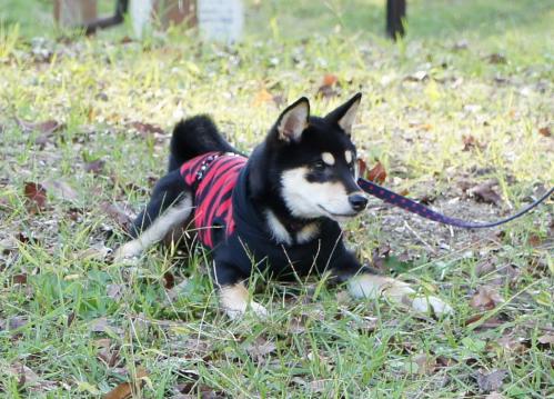 DSC03631 (1)