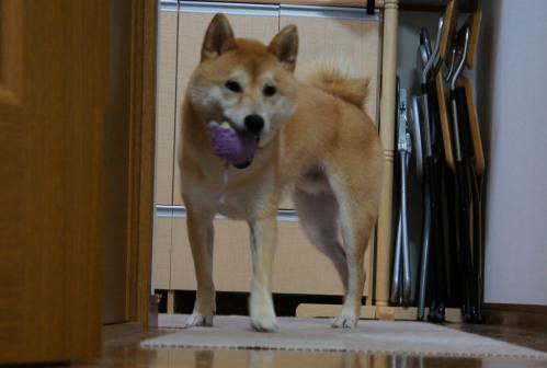 DSC04062 (1)