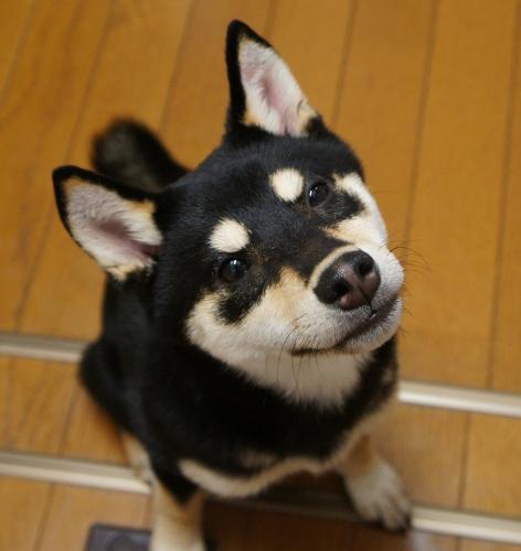 DSC04294 (1)