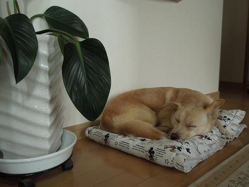 おひるね