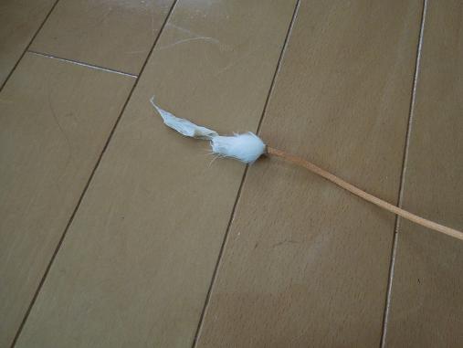 DSCN5597.jpg