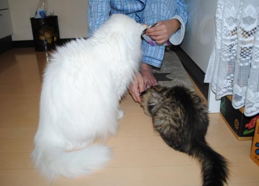DSC_0246_convert_20120327044723.jpg