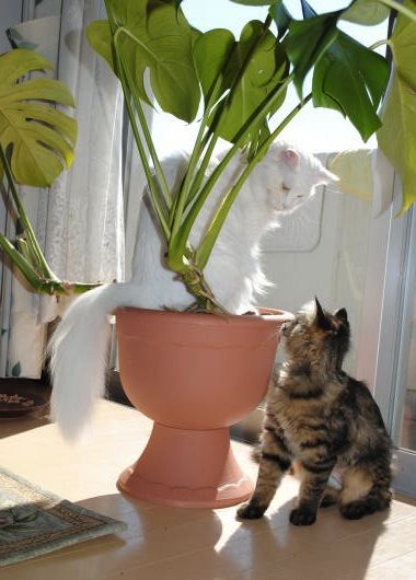 DSC_0504_convert_20120317075624.jpg