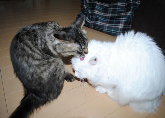 DSC_0826_convert_20120319184629.jpg