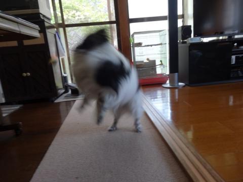 050_20130421160018.jpg