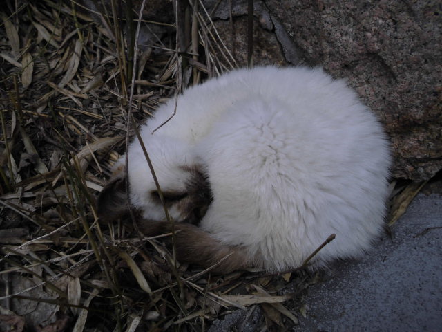 CIMG0104.jpg