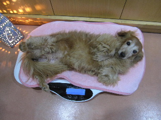 harutaizyuu_20110825183344.jpg