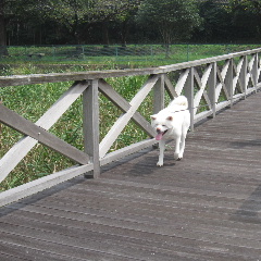 hasino.jpg