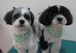 kyoudai_20110928204838.jpg