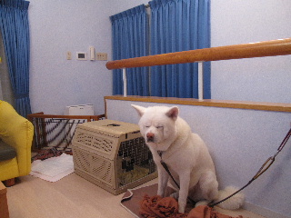 nete.jpg